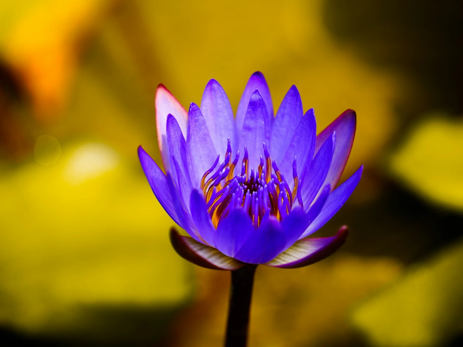 Depth of Field and How to Control It